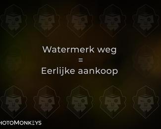 Herfstrit Moerzeke photo