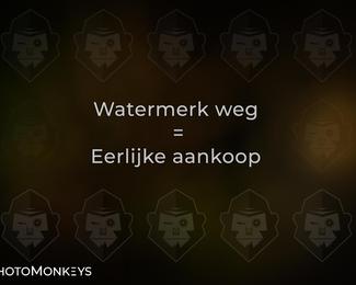 Herfstrit Moerzeke photo