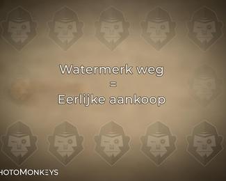 Herfstrit Moerzeke photo