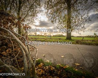 Herfstrit Moerzeke photo